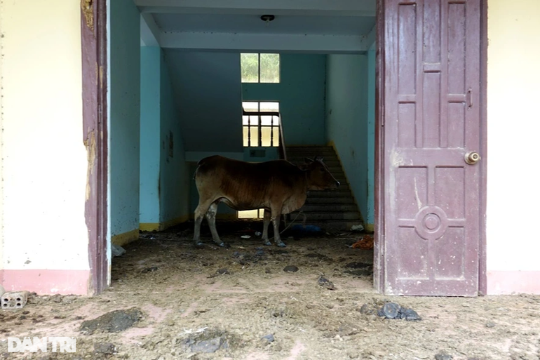 Trụ sở hoành tráng trở thành nơi... nuôi heo, nhốt bò - 2 Trụ sở hoành tráng trở thành nơi... nuôi heo, nhốt bò - 2