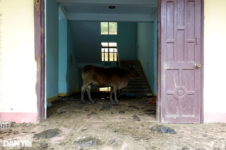 Trụ sở hoành tráng trở thành nơi... nuôi heo, nhốt bò - 2