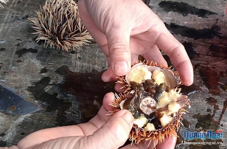 Nhum sọ là con gì mà bán tới 300.000 đồng/kg thịt, ngư dân đang cố thử nuôi
