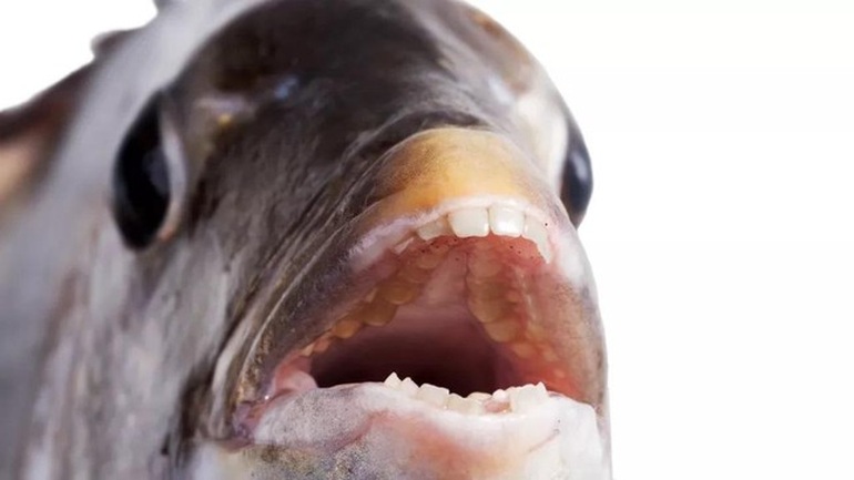 Sự thật về loài cá có răng như người - 1
