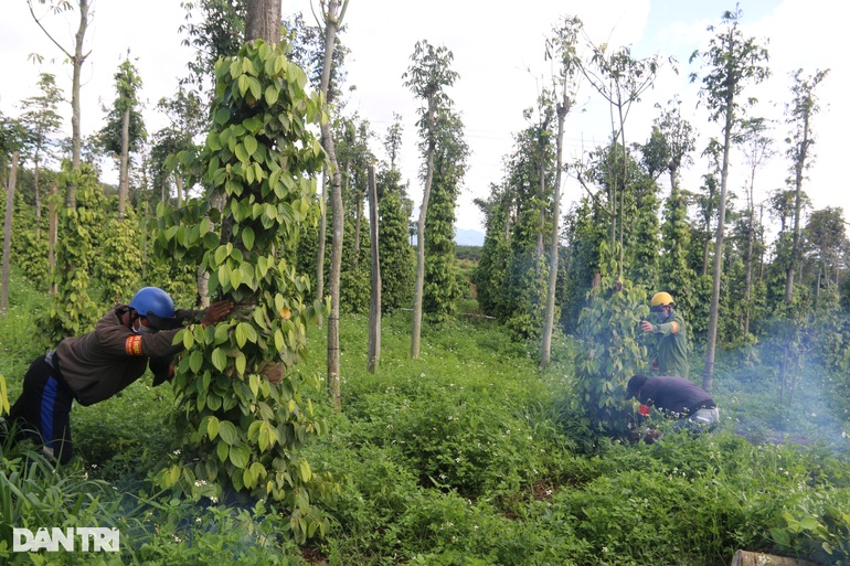 Phá dỡ tài sản trái phép trên đất dự án của vợ nguyên PGĐ Công an tỉnh - 7
