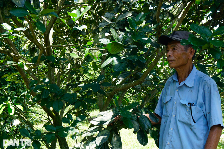 Trồng hồ tiêu nương tựa, lão nông thu tiền tỷ mỗi năm - 6 Trồng hồ tiêu nương tựa, lão nông thu tiền tỷ mỗi năm - 6