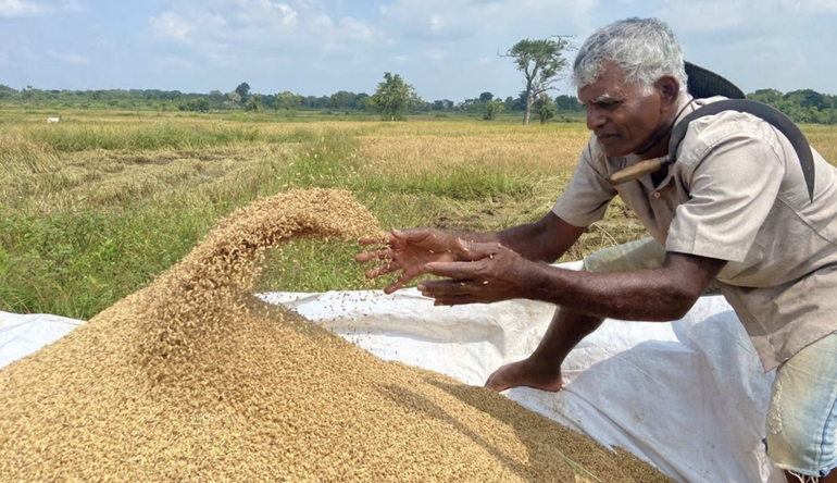Giá lương thực toàn cầu tăng vọt, tiếp theo có thể là gạo - 1