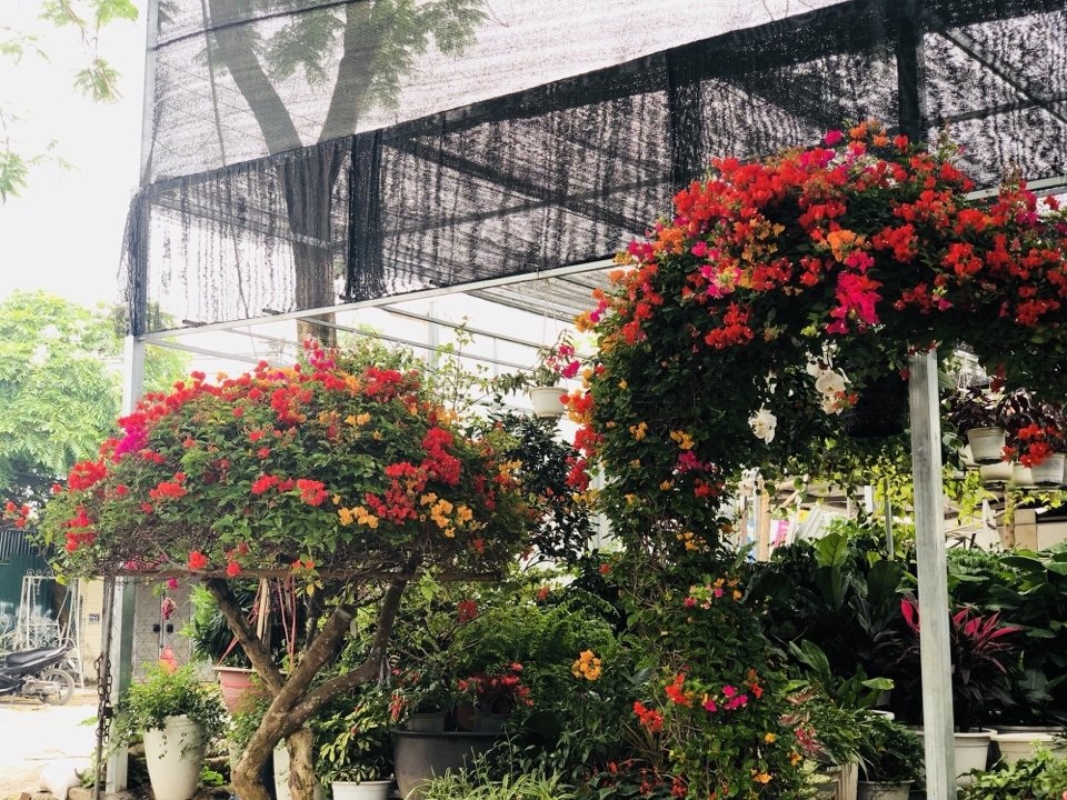 Gần Tết, rộ mốt hoa giấy bonsai khủng giá cả trăm triệu đồng - Ảnh 1. Gần Tết, rộ mốt hoa giấy bonsai khủng giá cả trăm triệu đồng - Ảnh 1.