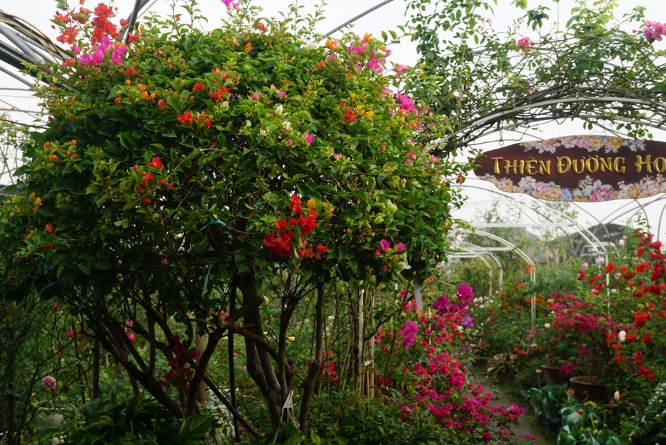 Gần Tết, rộ mốt hoa giấy bonsai khủng giá cả trăm triệu đồng - Ảnh 2. Gần Tết, rộ mốt hoa giấy bonsai khủng giá cả trăm triệu đồng - Ảnh 2.