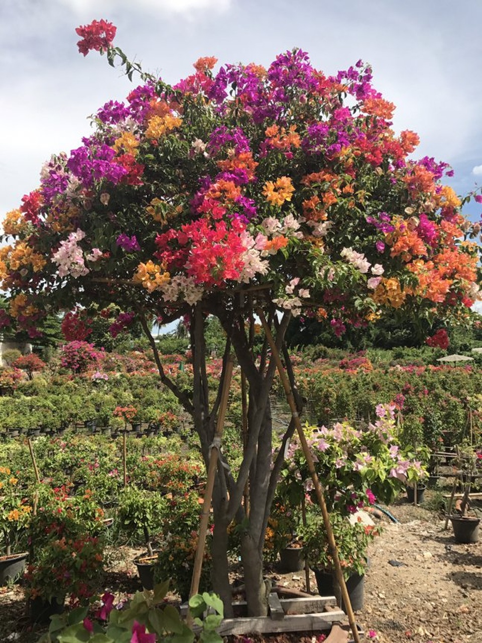 Gần Tết, rộ mốt hoa giấy bonsai khủng giá cả trăm triệu đồng - Ảnh 4. Gần Tết, rộ mốt hoa giấy bonsai khủng giá cả trăm triệu đồng - Ảnh 4.
