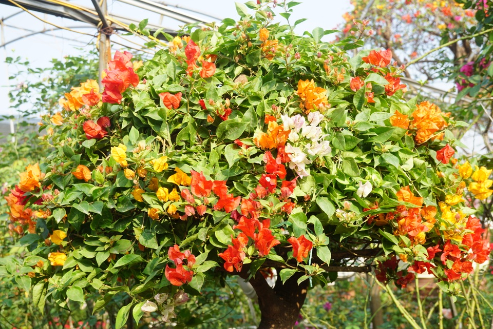 Gần Tết, rộ mốt hoa giấy bonsai khủng giá cả trăm triệu đồng - Ảnh 7. Gần Tết, rộ mốt hoa giấy bonsai khủng giá cả trăm triệu đồng - Ảnh 7.