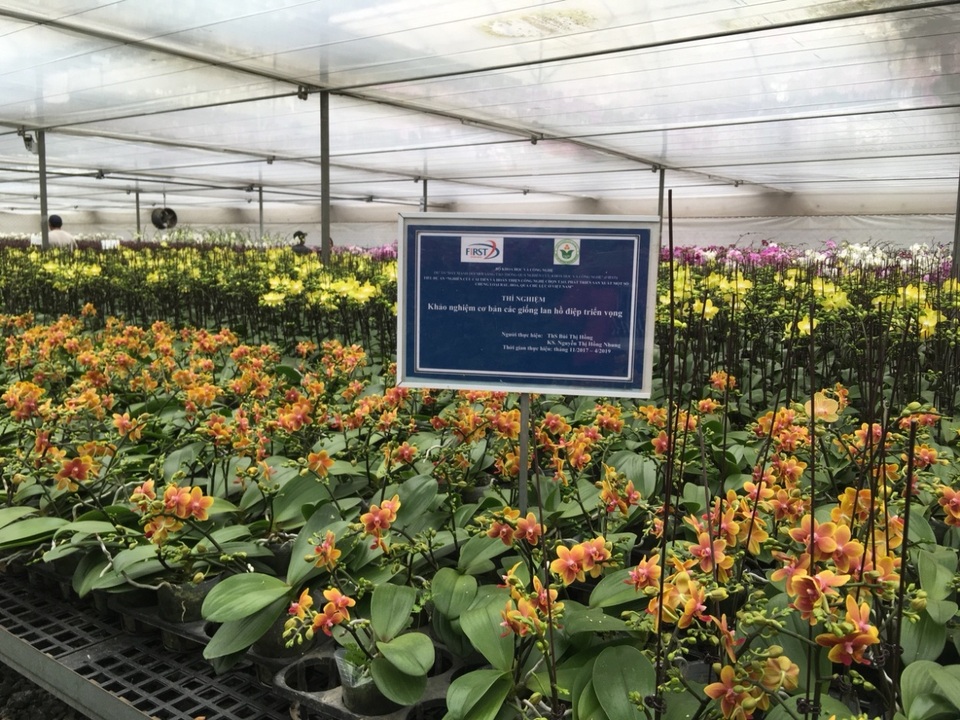 Tạo ra giống lan Hồ Điệp “thơm” – thành tựu mang tính đột phá của các nhà khoa học Việt! - Ảnh 4. Tạo ra giống lan Hồ Điệp “thơm” – thành tựu mang tính đột phá của các nhà khoa học Việt! - Ảnh 4.