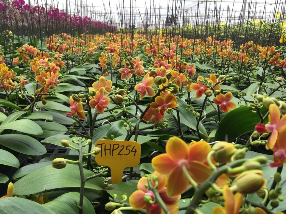 Tạo ra giống lan Hồ Điệp “thơm” – thành tựu mang tính đột phá của các nhà khoa học Việt! - Ảnh 5. Tạo ra giống lan Hồ Điệp “thơm” – thành tựu mang tính đột phá của các nhà khoa học Việt! - Ảnh 5.