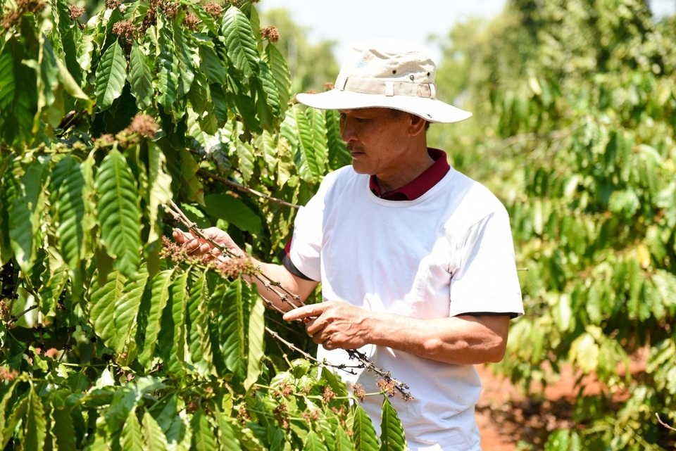 Ngành cà phê Việt Nam gặp khó khăn với rào cản chất lượng