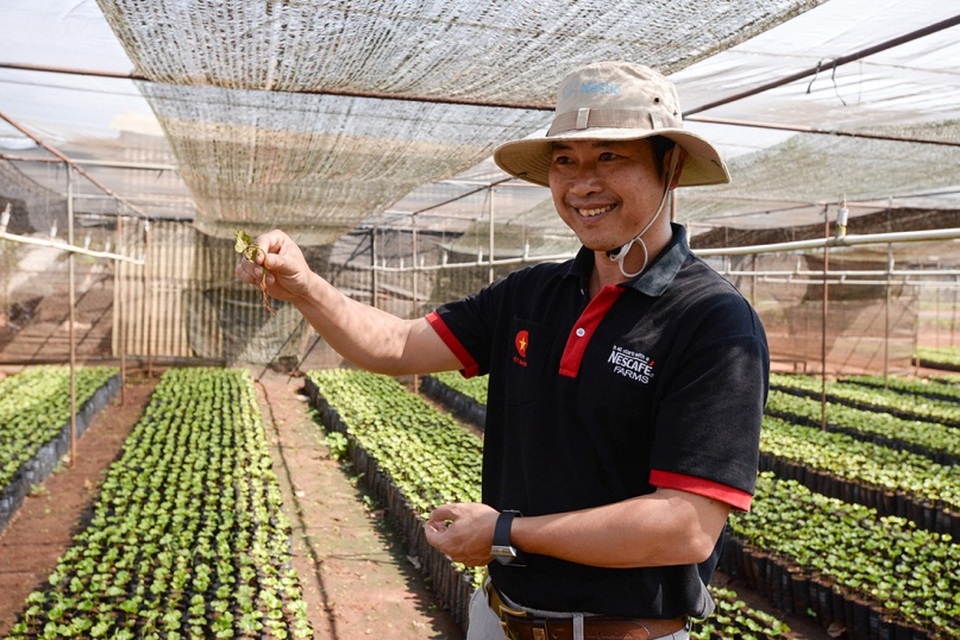 Dự án NESCAFÉ Plan cung cấp cho người nông dân những cây giống, hạt giống cà phê chất lượng cao