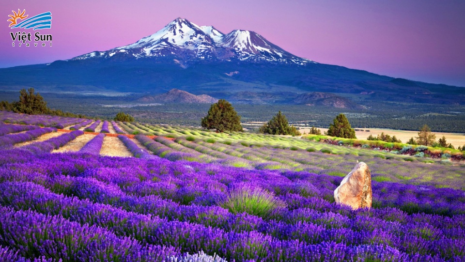 Ngắm hoa oải hương ngút ngàn dưới chân núi Phú Sĩ - 1 Hoa lavender ngập tràn dưới chân Phú Sĩ - Ảnh: Viet Sun Travel