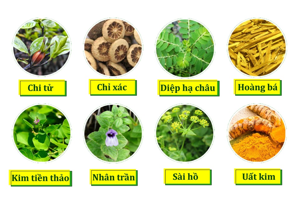 Bị sỏi mật trong gan, tránh chủ quan nếu không muốn phải mổ gan lấy sỏi - 3 8 thảo dược giúp phòng ngừa biến chứng sỏi gan