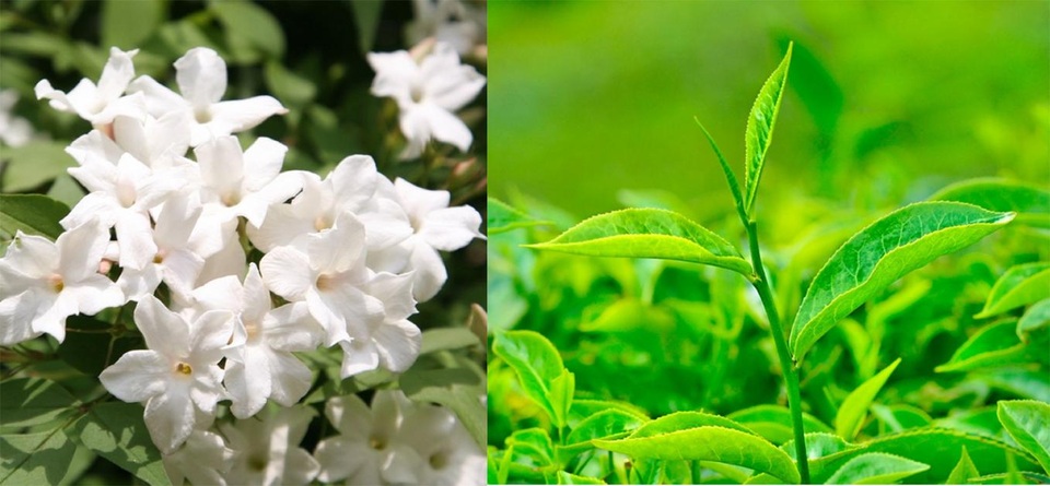 Bật mí những nguyên liệu tự nhiên giúp chăm sóc quần áo dịu nhẹ - 2 Khử mùi hiệu quả với hai nguyên liệu thiên nhiên – Hoa nhài và Trà xanh, đem đến cảm giác tươi mát và sạch sẽ cho trang phục