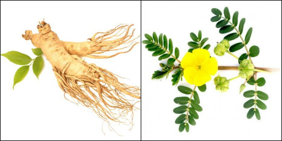 Bị buồng trứng đa nang nên ăn gì để giảm triệu chứng, tăng cơ hội đậu thai - 3 Nhân sâm, Bạch tật lê là những thảo dược hỗ trợ khả năng có thai tự nhiên cho người bị buồng trứng đa nang.