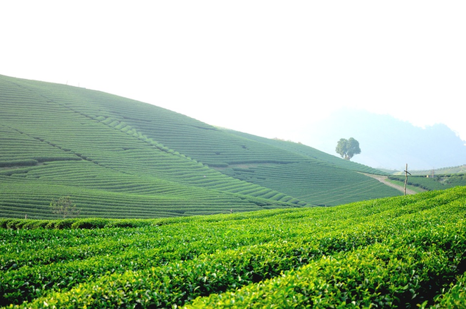 5 điểm đến “hot” nhất cho kỳ nghỉ lễ 2/9 - 2 Đồi chè cũng là một trong những điểm đến được nhiều du khách ưa thích. (Ảnh: Hoàng Ngọc)