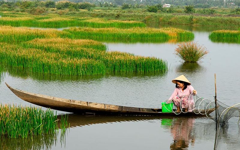 Rủ nhau nếm thử “lộc trời” ở Bạc Liêu - 2
Năn bộp mọc nhiều ở vùng sông nước miền Tây Nam Bộ. (Ảnh: vanhoamientay)