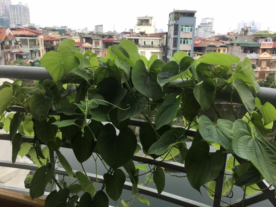 Vườn treo 2,5m2: Khoai tây leo, bầu hồ lô độc nhất Hà Thành - 1 Chị Nguyễn Vân Hương, chủ của vườn cây ngoài ban công trên, cho biết chị có sở thích trồng các loại rau củ quả lạ. Giống khoai tây leo giàn này có nguồn gốc từ châu Á và châu Phi