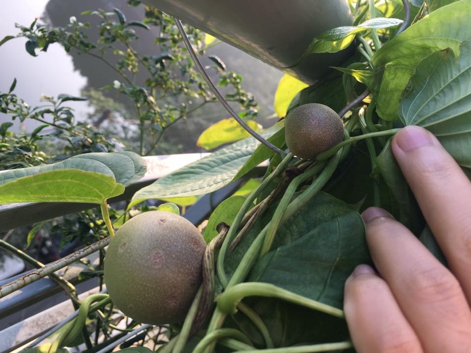 Vườn treo 2,5m2: Khoai tây leo, bầu hồ lô độc nhất Hà Thành - 2 Loại khoai tây này đặc biệt ở chỗ chúng không cho củ ở dưới đất mà ra trên thân.