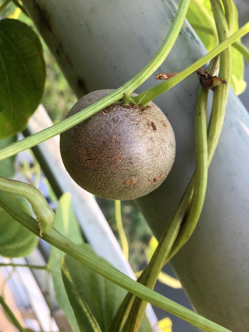 Vườn treo 2,5m2: Khoai tây leo, bầu hồ lô độc nhất Hà Thành - 3 Quả khoai tây trên ban công nhà chị khá giống với khoai tây củ.