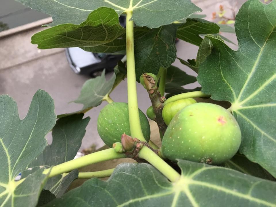 Vườn treo 2,5m2: Khoai tây leo, bầu hồ lô độc nhất Hà Thành - 8 Sung Mỹ to, ăn ngọt, cho quả quanh năm