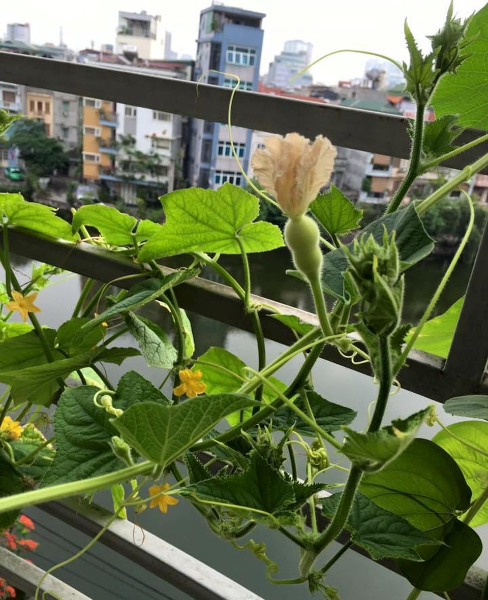 Vườn treo 2,5m2: Khoai tây leo, bầu hồ lô độc nhất Hà Thành - 9 Giàn bầu hồ lô ngoài ban công
