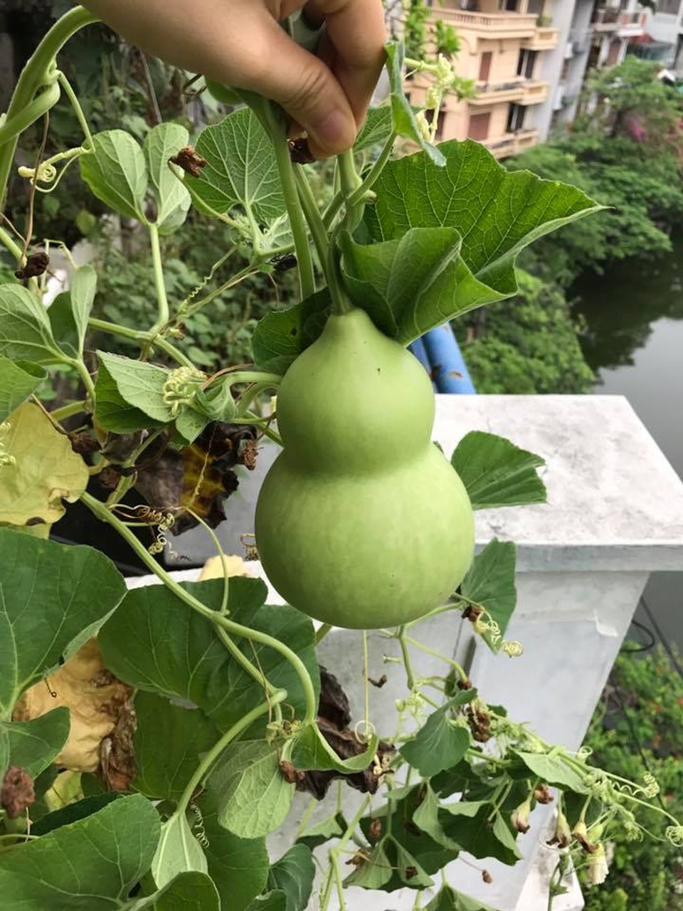 Vườn treo 2,5m2: Khoai tây leo, bầu hồ lô độc nhất Hà Thành - 10 Vườn treo 2,5m2: Khoai tây leo, bầu hồ lô độc nhất Hà Thành - 10