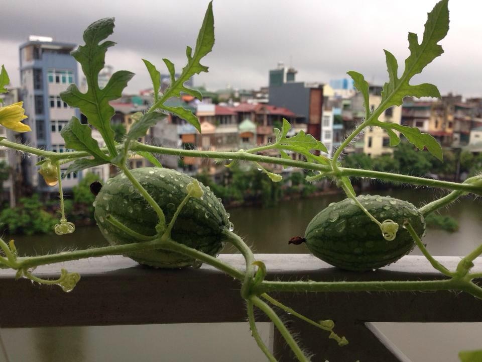 Vườn treo 2,5m2: Khoai tây leo, bầu hồ lô độc nhất Hà Thành - 11 Dưa hấu Nga cũng là một loại quả lạ được chị trồng ngoài ban công
