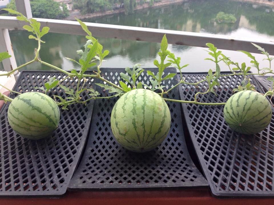 Vườn treo 2,5m2: Khoai tây leo, bầu hồ lô độc nhất Hà Thành - 12 Dù mới trồng lần đầu nhưng dưa rất sai quả