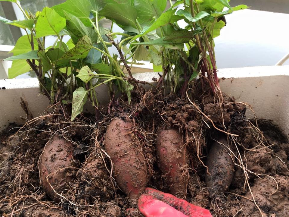 Vườn treo 2,5m2: Khoai tây leo, bầu hồ lô độc nhất Hà Thành - 13 Ngoài ra, chị Hương còn trồng cả khoai lang Nhật