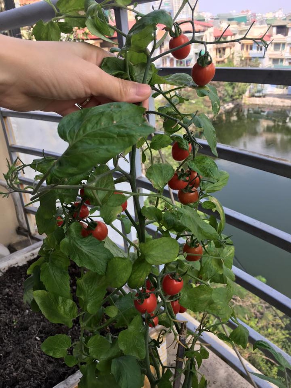 Vườn treo 2,5m2: Khoai tây leo, bầu hồ lô độc nhất Hà Thành - 14 Vườn treo 2,5m2: Khoai tây leo, bầu hồ lô độc nhất Hà Thành - 14