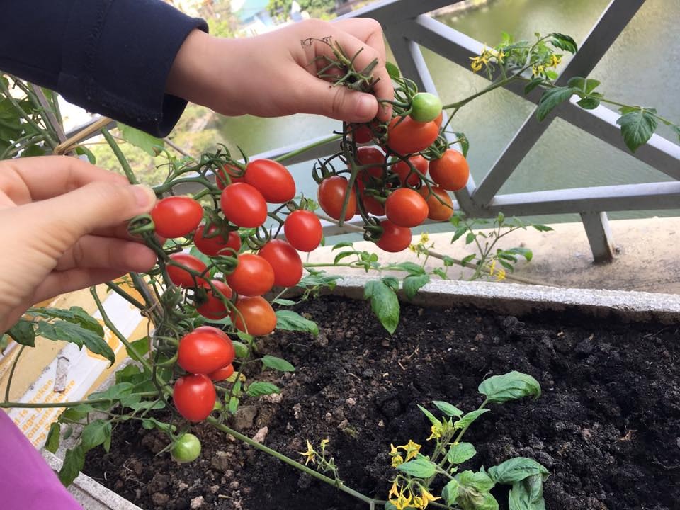 Vườn treo 2,5m2: Khoai tây leo, bầu hồ lô độc nhất Hà Thành - 15 Cà chua bi