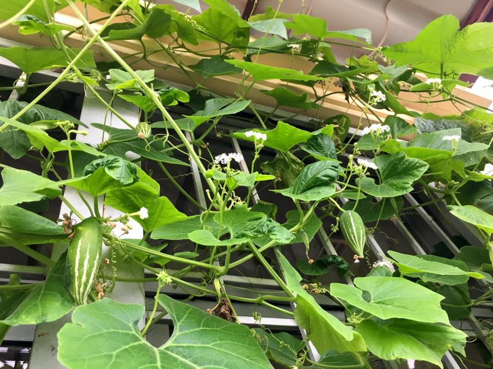 Vườn treo 2,5m2: Khoai tây leo, bầu hồ lô độc nhất Hà Thành - 17 Mùa nào thức ấy, mỗi lần ban công nhà chị trồng vài ba loại rau củ quả, nhưng đa phần là các loại rau quả độc lạ được chị đặt mua giống từ các nước trên thế giới