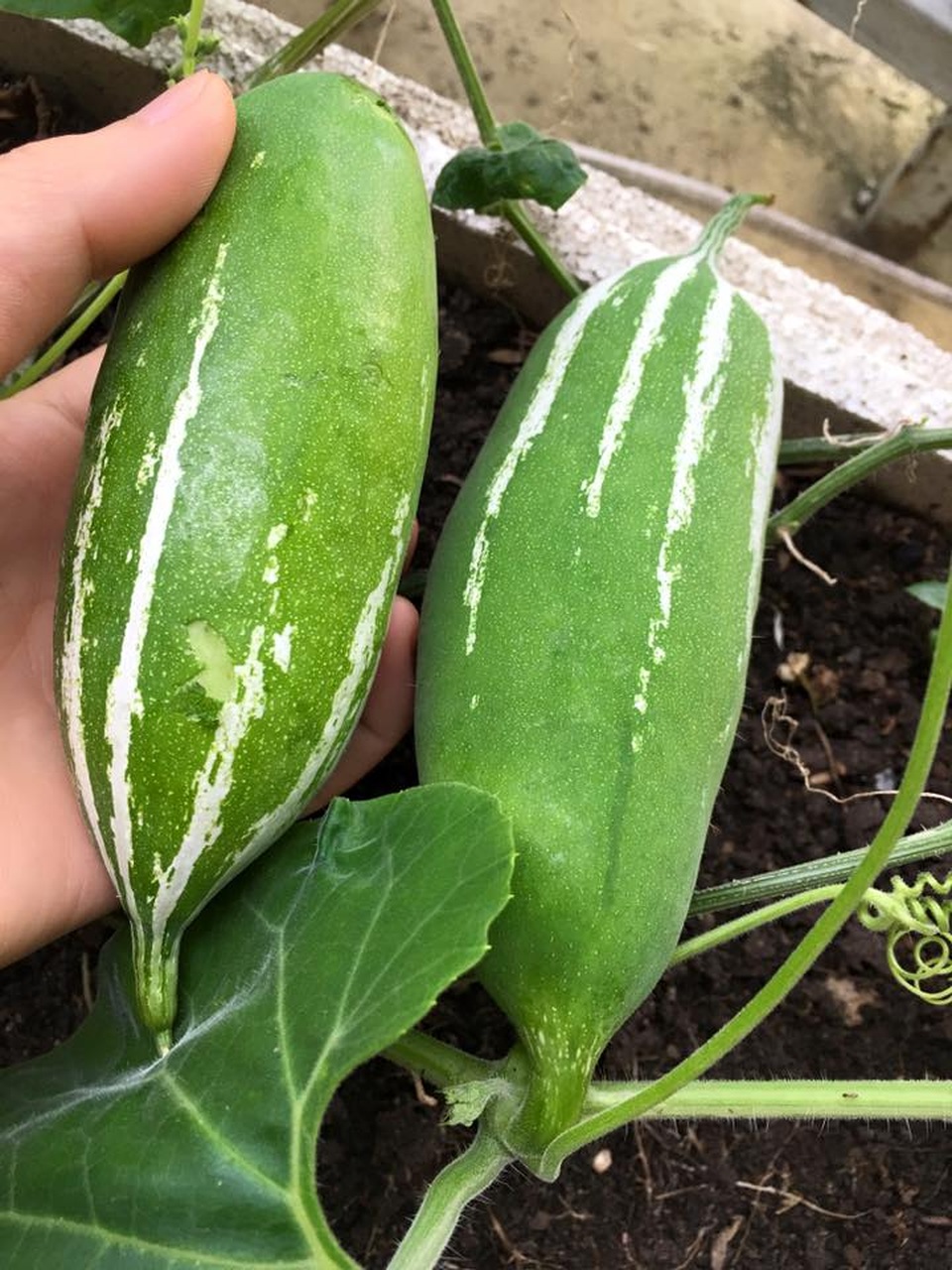 Vườn treo 2,5m2: Khoai tây leo, bầu hồ lô độc nhất Hà Thành - 18 Phần lớn các loại rau củ chị trồng đều được tận dụng để làm rau củ chế biến món ăn. Mướp đắng nhất cũng nằm trong số này