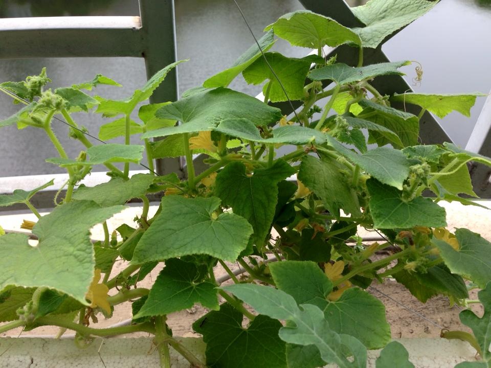 Vườn treo 2,5m2: Khoai tây leo, bầu hồ lô độc nhất Hà Thành - 19 Vườn treo 2,5m2: Khoai tây leo, bầu hồ lô độc nhất Hà Thành - 19