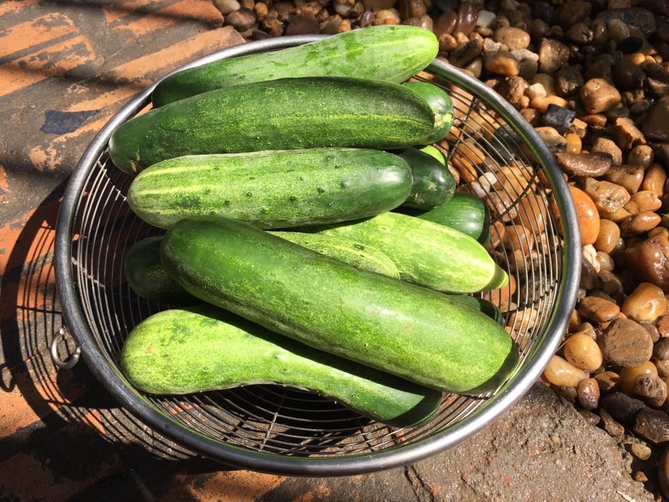 Vườn treo 2,5m2: Khoai tây leo, bầu hồ lô độc nhất Hà Thành - 20 Hay như dưa chuột sạch.