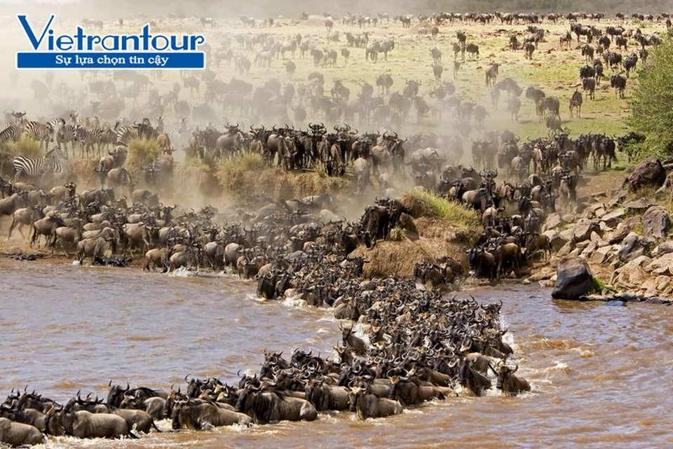 Tới Kenya: Đêm resort 4 sao, ngày mục kích báo Cheetah - 2 Cảnh tượng hùng tráng hàng triệu thú di cư tránh rét tại khu bảo tồn Maasai Mara