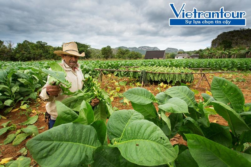 Cuba - Điểm đến mới của giới thượng lưu - 1 Việc thu hoạch lá xì gà ở mỗi cây có thể kéo dài đến cả tháng