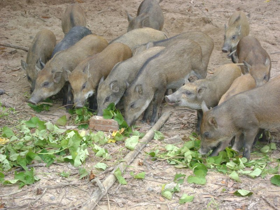 Heo ở vùng cao Quảng Ngãi sống gần như hoang dã. (Ảnh: nuoiheorung)