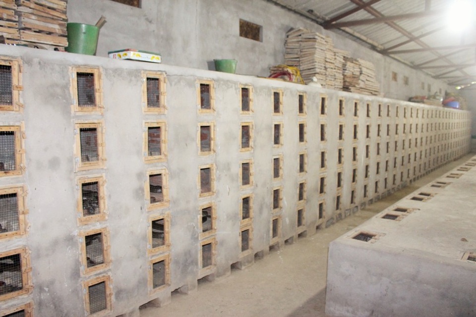 Làng Lệ Mật hiện nay chỉ có 1 trại rắn với quy mô lớn, còn lại chỉ nuôi với số lượng vừa và nhỏ. Rắn được nuôi nhốt trong chuồng mỗi ô 50x50 cm, có người trông coi và chăm sóc cẩn thận. Anh Trương Xuân Khải, người có nhiều năm kinh nghiệm trong nghề nuôi rắn ở Lệ Mật cho hay: “Chuồng trại chỉ cần làm 1 lần có thể sử dụng vài chục năm, không tốn quá nhiều tiền đầu tư. Chúng tôi chỉ mất chút công vệ sinh, tránh để rắn bị bệnh hay bị ghẻ”.