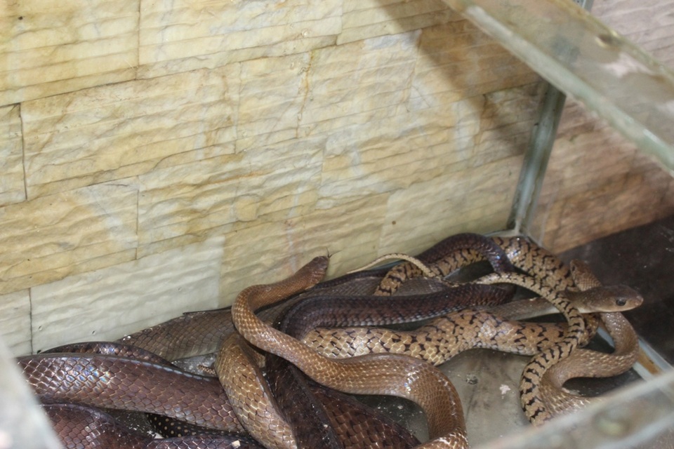 Đèn và móc khều rắn là 2 vật dụng không thể thiếu khi kiểm tra chuồng trại. Có rất nhiều loại rắn được nuôi nhốt, từ rắn ráo, hổ mang cho đến cạp nong,…. Tuy nhiên chỉ đối với loại rắn độc, người chăm sóc mới cần sử dụng móc để tránh bị rắn cắn. Ở trong các nhà hàng, rắn được nhốt cực kì cẩn thận trong những chiếc lồng kín.