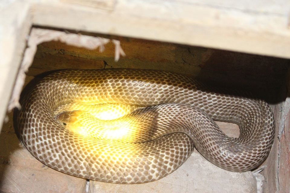 Nói về nghề truyền thống của làng Lệ Mật, ông Pháo chậm rãi cất lời: “Người làng này giỏi lắm, chỉ cần nhìn vào hang trên bờ ruộng là biết đâu là hang rắn, đâu là hang cua, hang chuột. Chúng tôi từ ngày còn trẻ ai cũng được truyền dạy kinh nghiệm qua câu ca: Lỗ ếch thì nhẵn hai bên, nhẵn dưới là rắn, nhẵn trên là cầy. Ngày bé, sau mỗi buổi bắt rắn, tôi lại mang lồng, bị cói... đi bán khắp phố phường”.