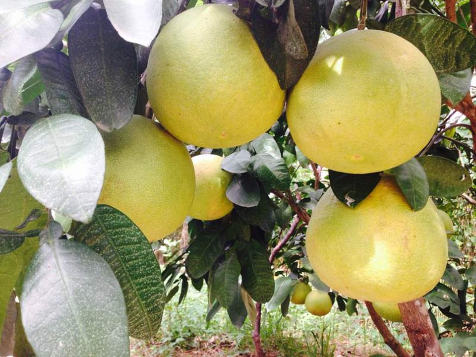 Phát thèm với những đặc sản ăn mãi không ngán ở Hà Tĩnh - 7 Mời về Phúc Trạch quê em/ Chè thơm bưởi ngọt người quen đợi chờ...