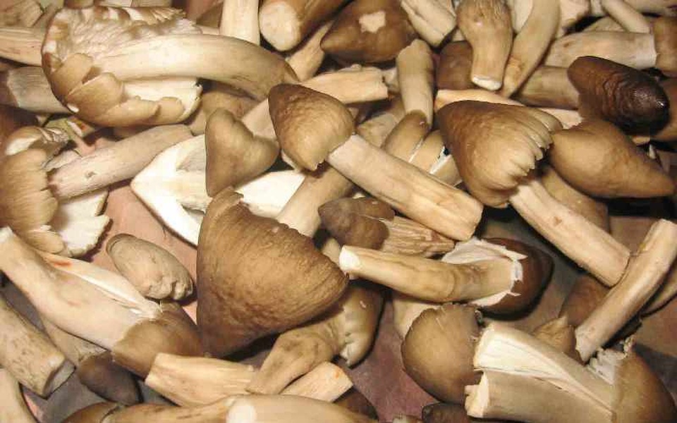 Nấm mối là thứ đặc sản trời cho.