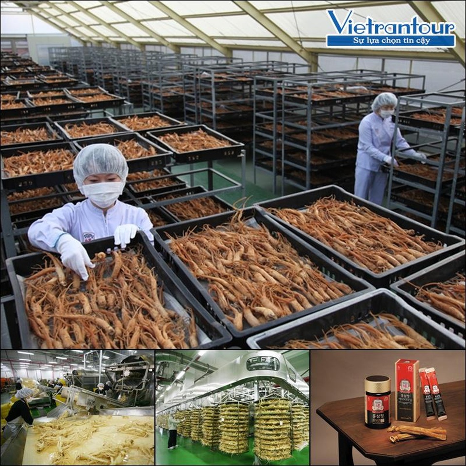 Vietrantour xúc tiến tour du lịch công nghiệp Hàn Quốc - 5 Buyeo hấp dẫn du khách với tour tham quan nhà máy sản xuất hồng sâm Goryeo lớn nhất thế giới