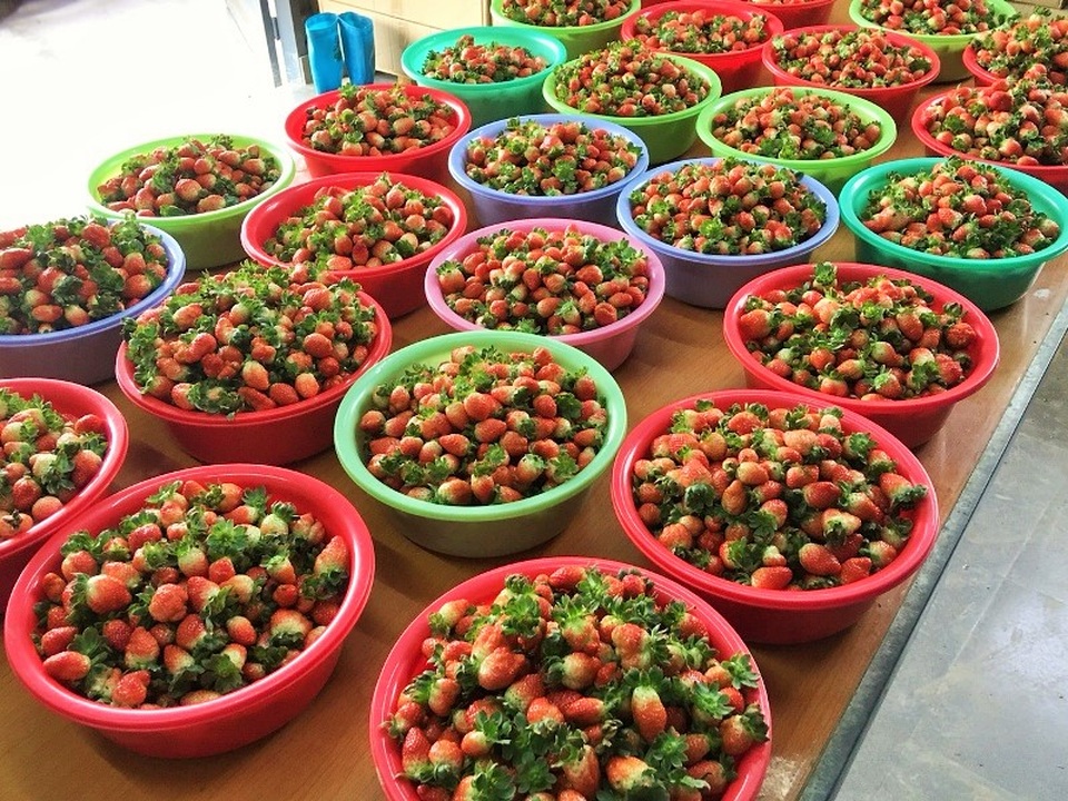 Kiếm bạc tỷ nhờ vườn dâu tây “lơ lửng” sai trĩu quả - 7 Thừa thắng xông lên, anh tiếp tục mở rộng diện tích trồng trọt thành 3 khu nhà kính với tổng diện tích lên đến 9000m2. Toàn bộ nhà kính đều được áp dụng phương pháp treo “lơ lửng” cũng như công nghệ tưới tự động, giúp giảm chi phí thuê nhân công chăm sóc và tăng năng suất cho cây. “Tùy theo mùa, mỗi ngày tôi thu hoạch trung bình 40 - 150kg dâu. Với nguồn đầu ra khá ổn định, tôi bán giá sỉ là 200.000 đồng/kg, sau khi trừ đi mọi chi phí, tôi thu về tiền lãi xấp xỉ 2 tỷ đồng/ năm.”.