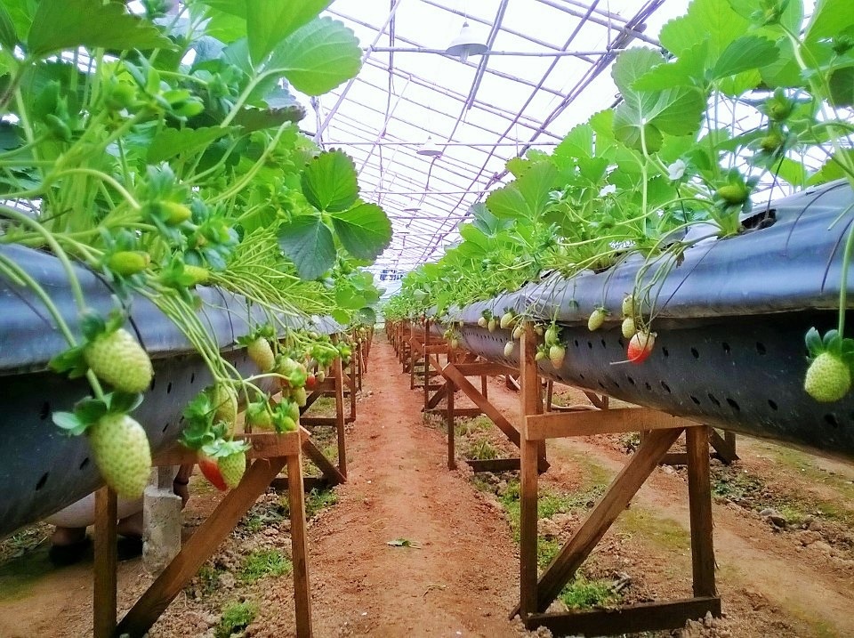Kiếm bạc tỷ nhờ vườn dâu tây “lơ lửng” sai trĩu quả - 10 Bên cạnh đó, gia đình anh Trúc còn mở cửa vườn dâu treo để khách du lịch đến tham quan miễn phí và mua dâu tây tại vườn với giá bán lẻ là 250.000 đồng/kg. Có rất nhiều người tò mò, muốn đến chiêm ngưỡng tận mắt vườn dâu “lơ lửng” độc đáo này.