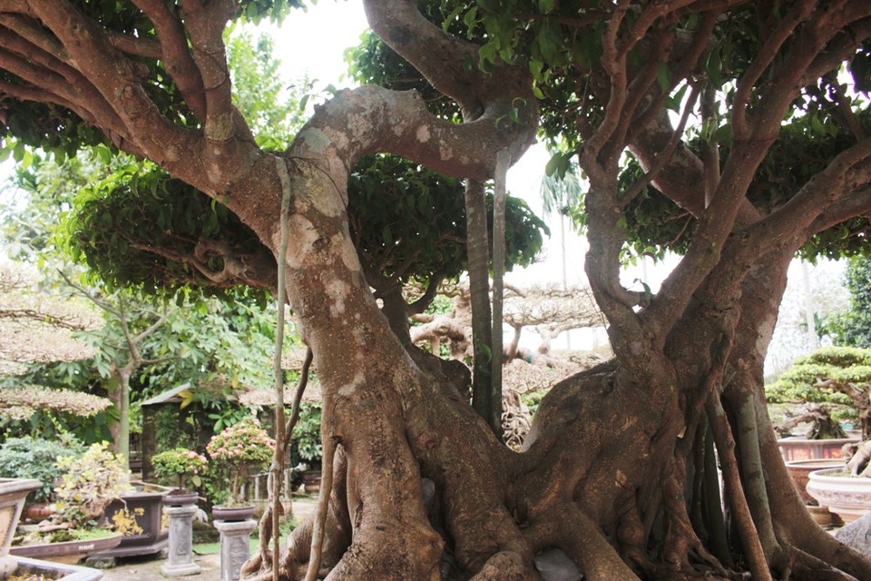 Cây sanh có tuổi đời hơn 100 năm, cao 2 mét và có 10 tán xòe rộng như những đám mây. Lão nông tỷ phú tiết lộ, đây là cây cổ đã được truyền qua rất nhiều đời nghệ nhân. Biết đến danh tiếng và tay nghề của ông Ngọ, chính người chủ cũ đã trực tiếp đề nghị nhượng lại cây sanh quý. Mang cây về, ông không thay đổi dáng mà chỉ tỉa lá và giữ cây phát triển xanh tốt.