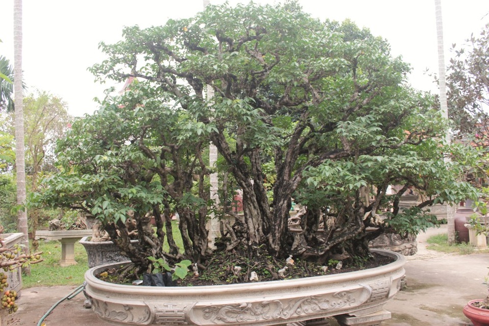 Đặt ngay ở lối dẫn vào khu vườn là cây khế cổ được ông Ngọ mua với giá 300 triệu. “Việc gắn bó với cây khế này là một quyết định mạo hiểm của tôi. Cây có nguồn gốc từ Tiền Giang nên khó thích nghi với khí hậu miền Bắc. Dù biết vậy nhưng tôi đã bị cuốn hút ngay từ cái nhìn đầu tiên nên không thể bỏ lỡ cơ hội”.