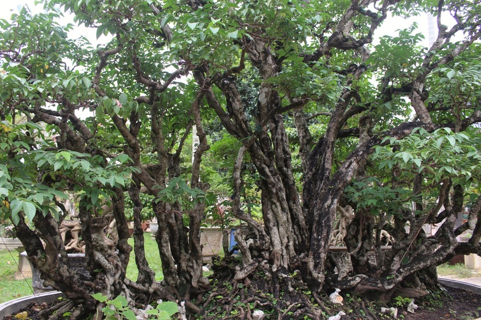 Để cây phát triển, vào những hôm trời lạnh, ông phải tìm cách che bạt, ủ ấm cho cây. Không phụ lòng người chăm sóc, cây khế quý đã sinh trưởng tốt, cho ra lá xanh, đẹp.